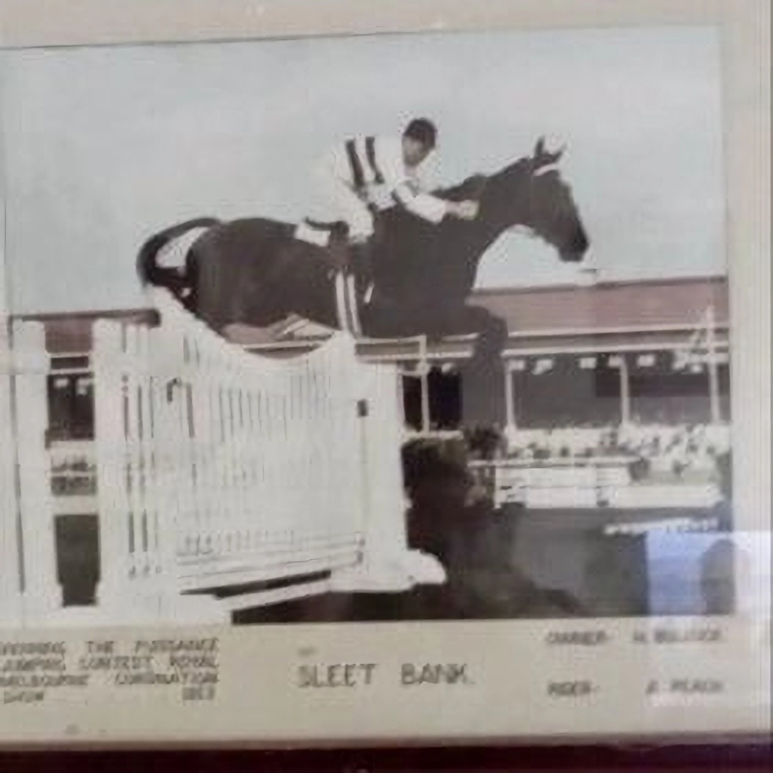 Allan Peach winning the Inaugural Puissance held in Australia at the Royal Melbourne Coronation Show in 1953, jumping A Riviera Gate,  height was 6ft. 2 The horse was named SLEET BANK